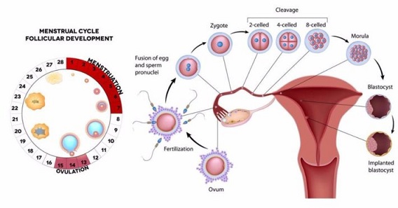 Should You Have Sex Twice On Ovulation Day Conceiveeasy