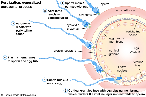 How to Get Pregnant (with Pictures) – ConceiveEasy.com