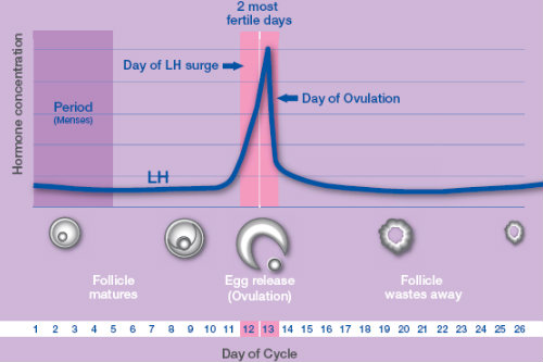 When And How Often To Have Sex To Get Pregnant 1056